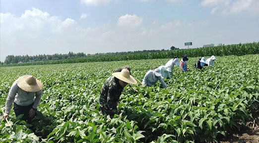 《质量重于山》提纯度保质量大豆田检进行中