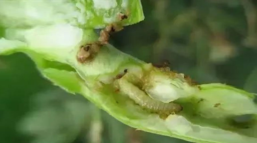 大豆食心虫的识别与防治方法