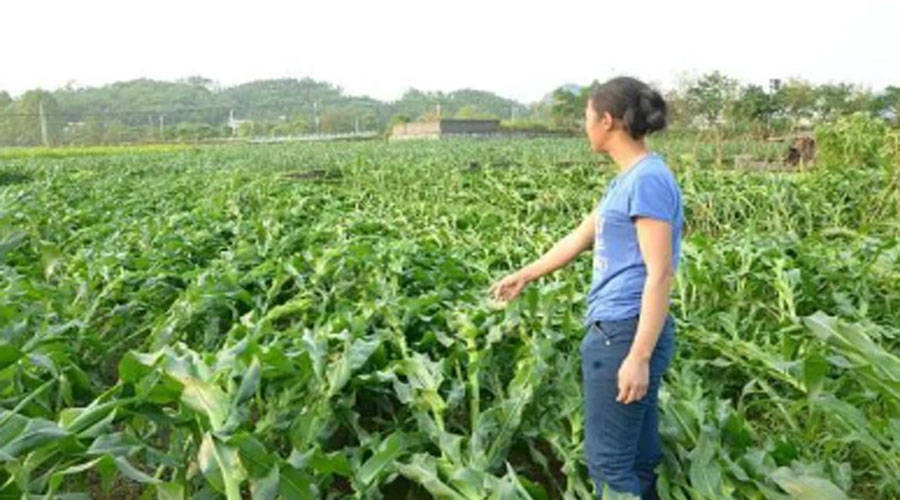 紧急提醒：玉米倒伏扶不扶？今年别再做错了！