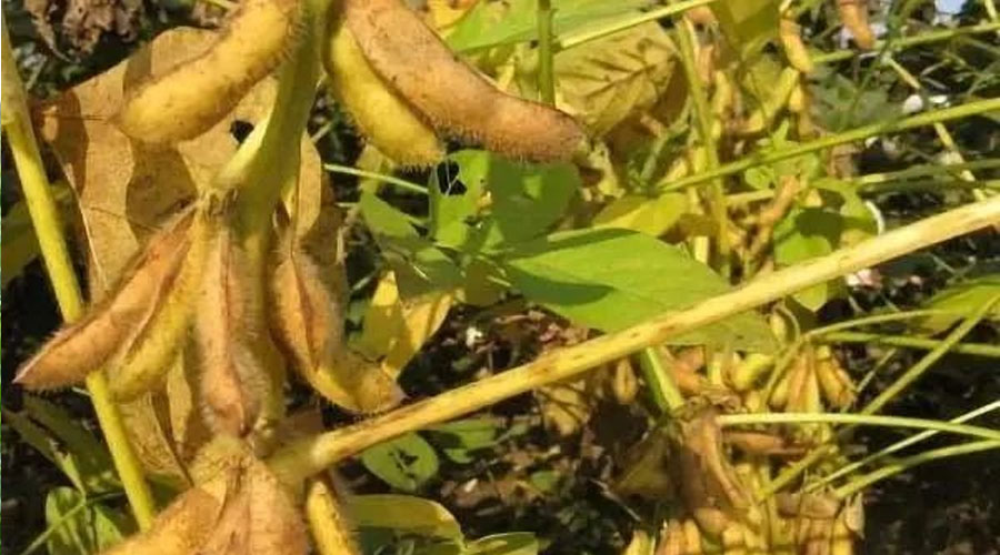 大豆开花结荚期有哪些管理措施？