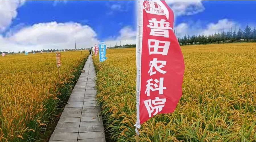 【盛大开幕】2023年尊龙凯时农科院秋季新品种鉴评峰会