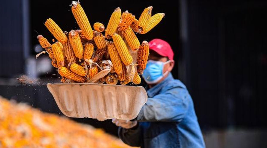 玉米好消息：储备终于来了……