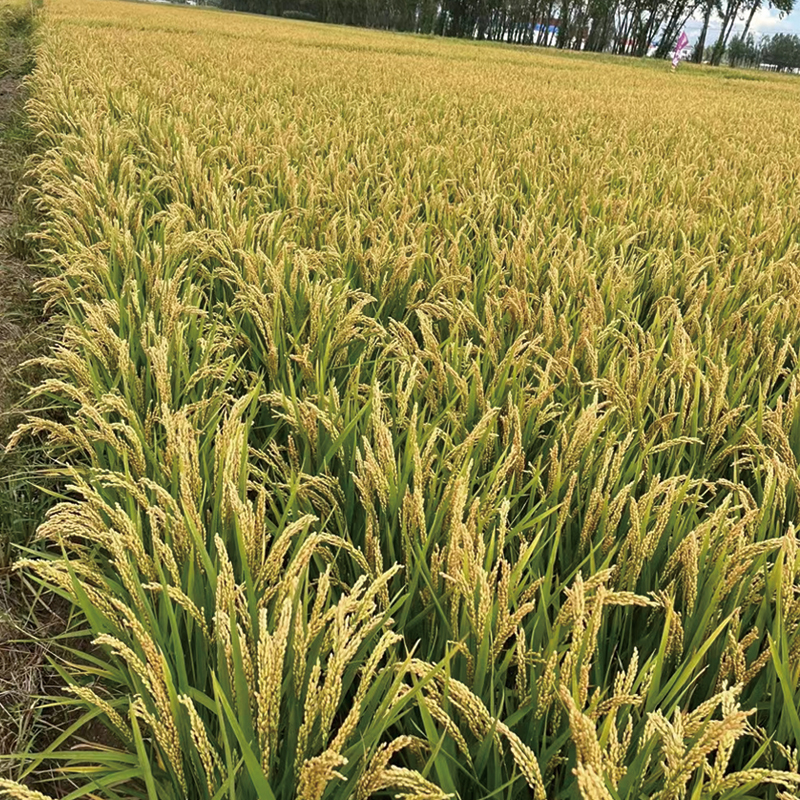 丰源8号